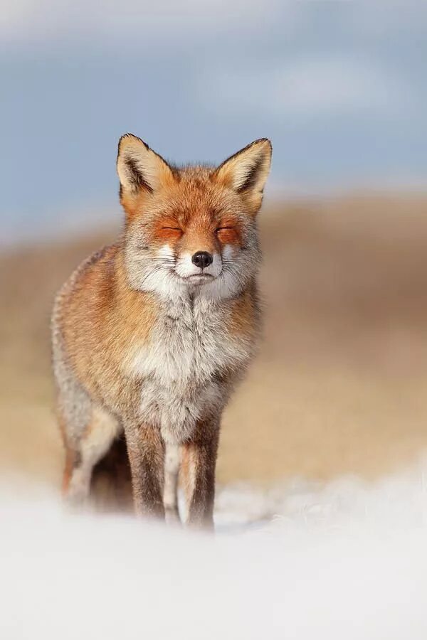 Нежная Лисичка. Smiling Fox. Картинка с небом и лисом. Red Fox smile. Forum fox