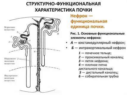 Корковое вещество нефрон почка