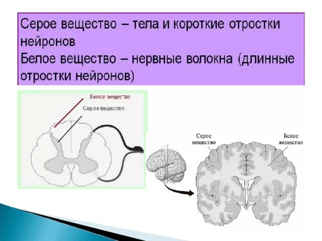 Выделения серого вещества. Белое и серое вещество спинного и головного мозга. Серое вещество головного мозга. Серое вещество головного и спинного мозга. Серое вещество спинного мозга и головного мозга.