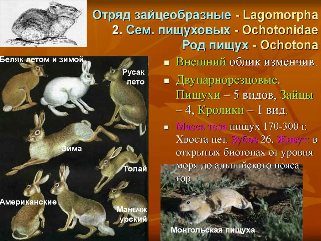 Характерные признаки грызунов. Отряд зайцеобразные (Lagomorpha).. Отряд зайцеобразные образ жизни. Отряд зайцеобразные кролики. Отряд зайцеобразные семейство заячьи.