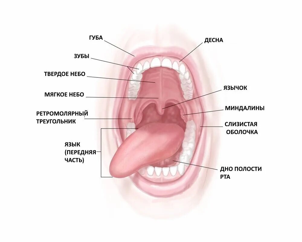 Части губ рта. Название частей полости рта. Части ротовой полости с названиями.
