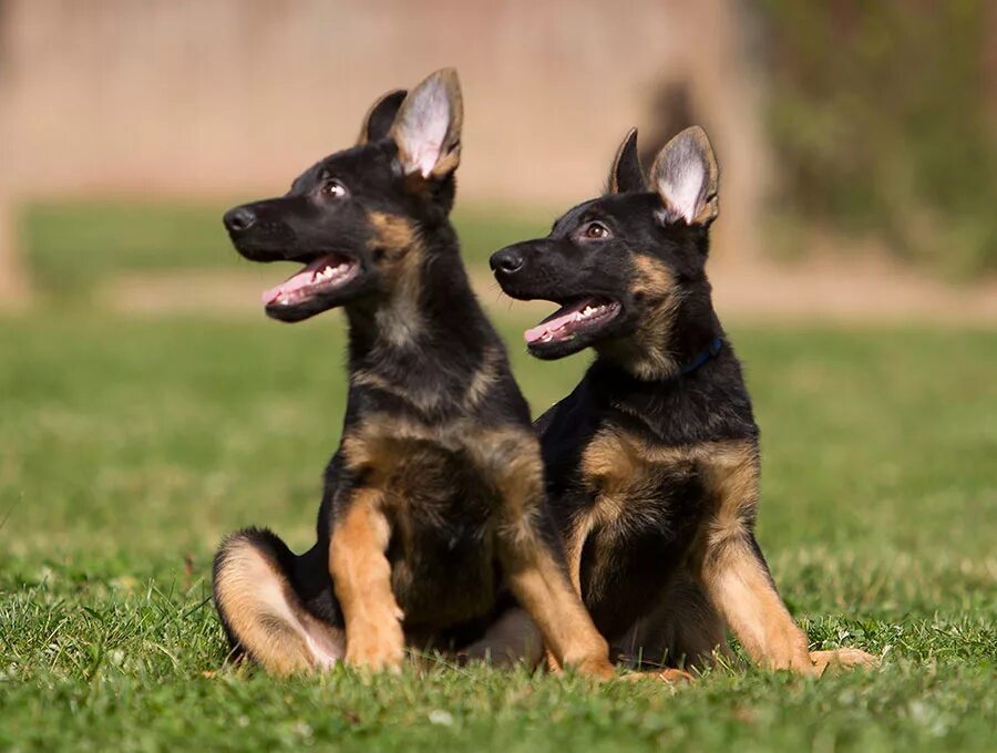 американская немецкая овчарка. немецкая овчарка подросток. немецкая овчарка подросток. немецкая овчарка подросток. овчарка мальчик.