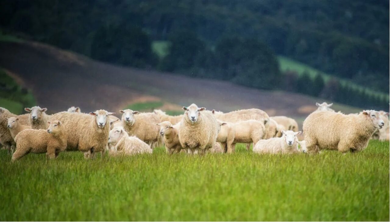 Канадская порода коров. Сельское хозяйство сша животноводство. Сельское хозяйство италии животноводство. Животноводство австралии. Скот с канады.