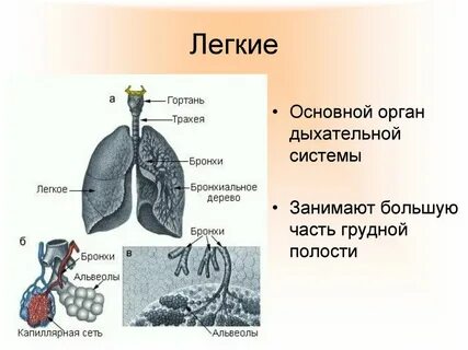 Трахея является органом дыхания