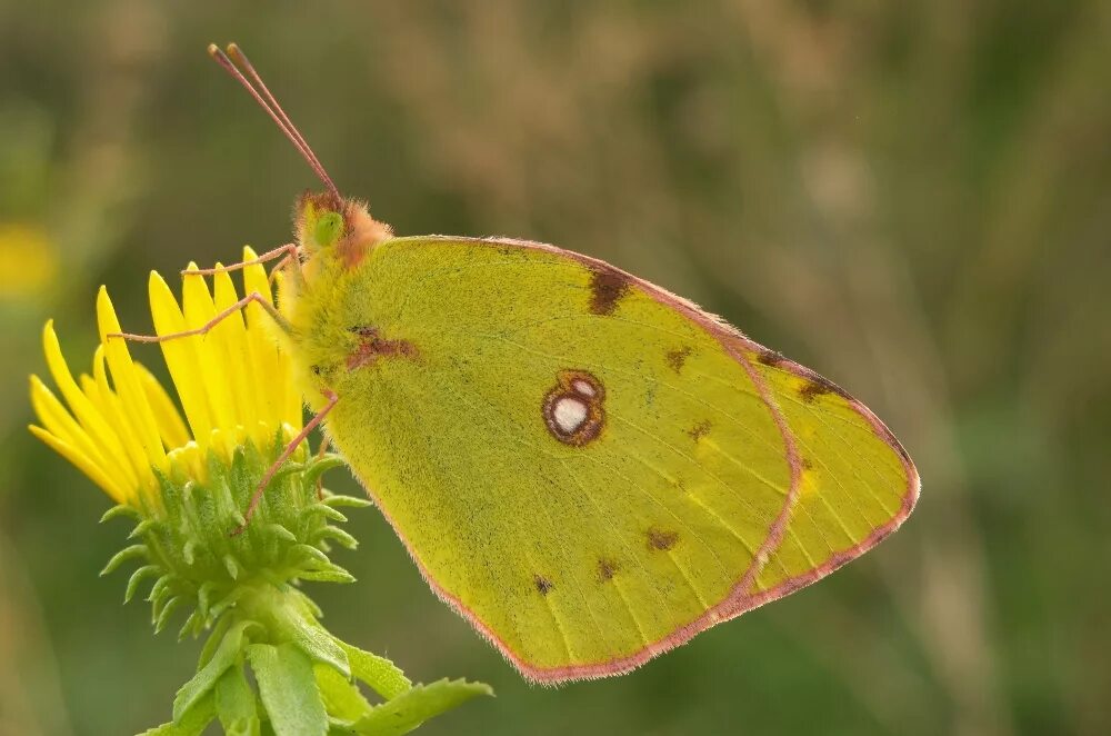 Желтушка Шафрановая. Желтушка шафранная бабочка. COLIAS crocea. Желтушка торфяниковая. Крапивница желтушка