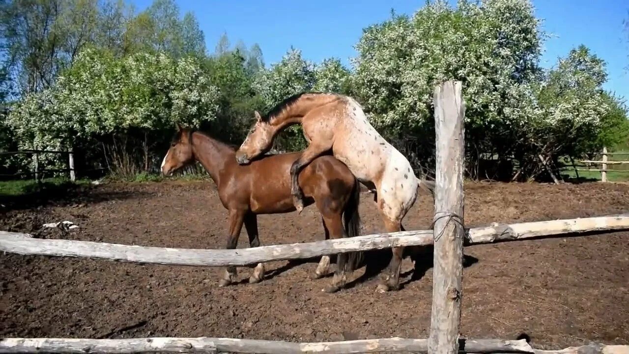 Прокатиться на белой лошадке. Лето прекрасной белой лошади. Усадьба белой лошади видео. Белый тощий конь. Усадьба белой лошади видео.