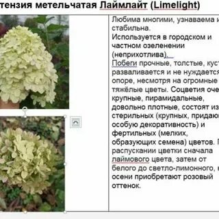 Расстояние между гортензиями при посадке