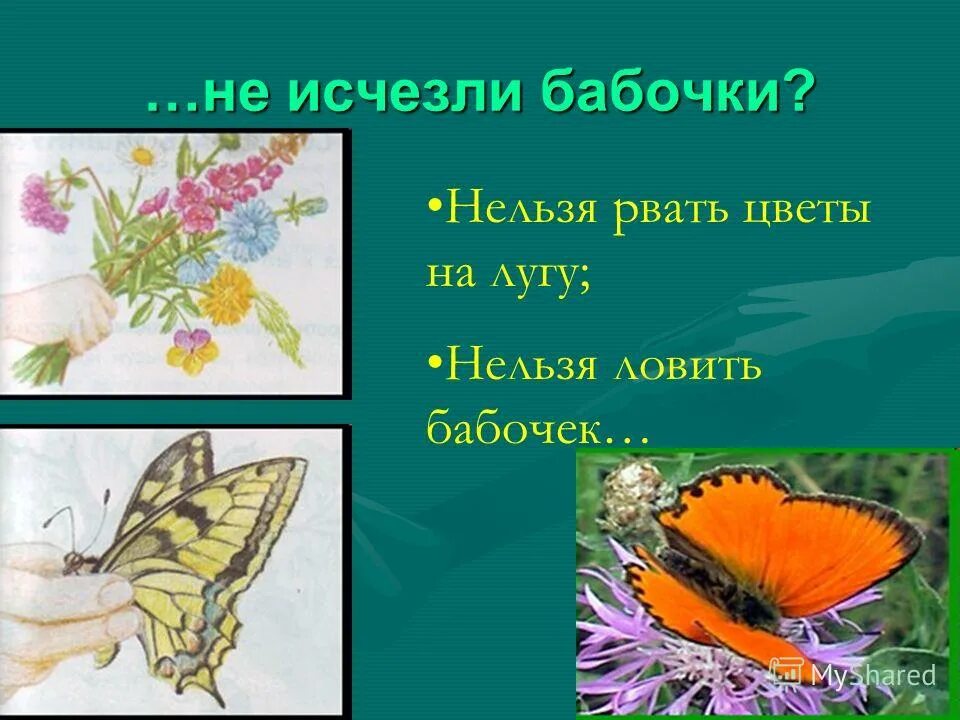 Рисунок нельзя рвать цветы и ловить бабочек. Нельзя ловить бабочек на лугу. Бабочки которых нельзя увидеть днем на лугу. Почему нельзя рвать цветы на лугу. Каких бабочек нельзя увидеть днем на лугу