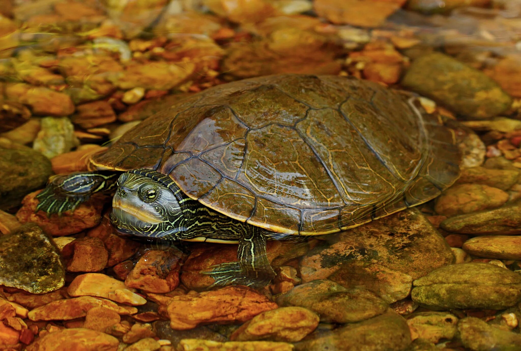 Turtle черепаха. Graptemys nigrinoda. Камберлендская черепаха. Прудовая черепаха Ривза черепаха. Географическая черепаха (Graptemys Geographica).