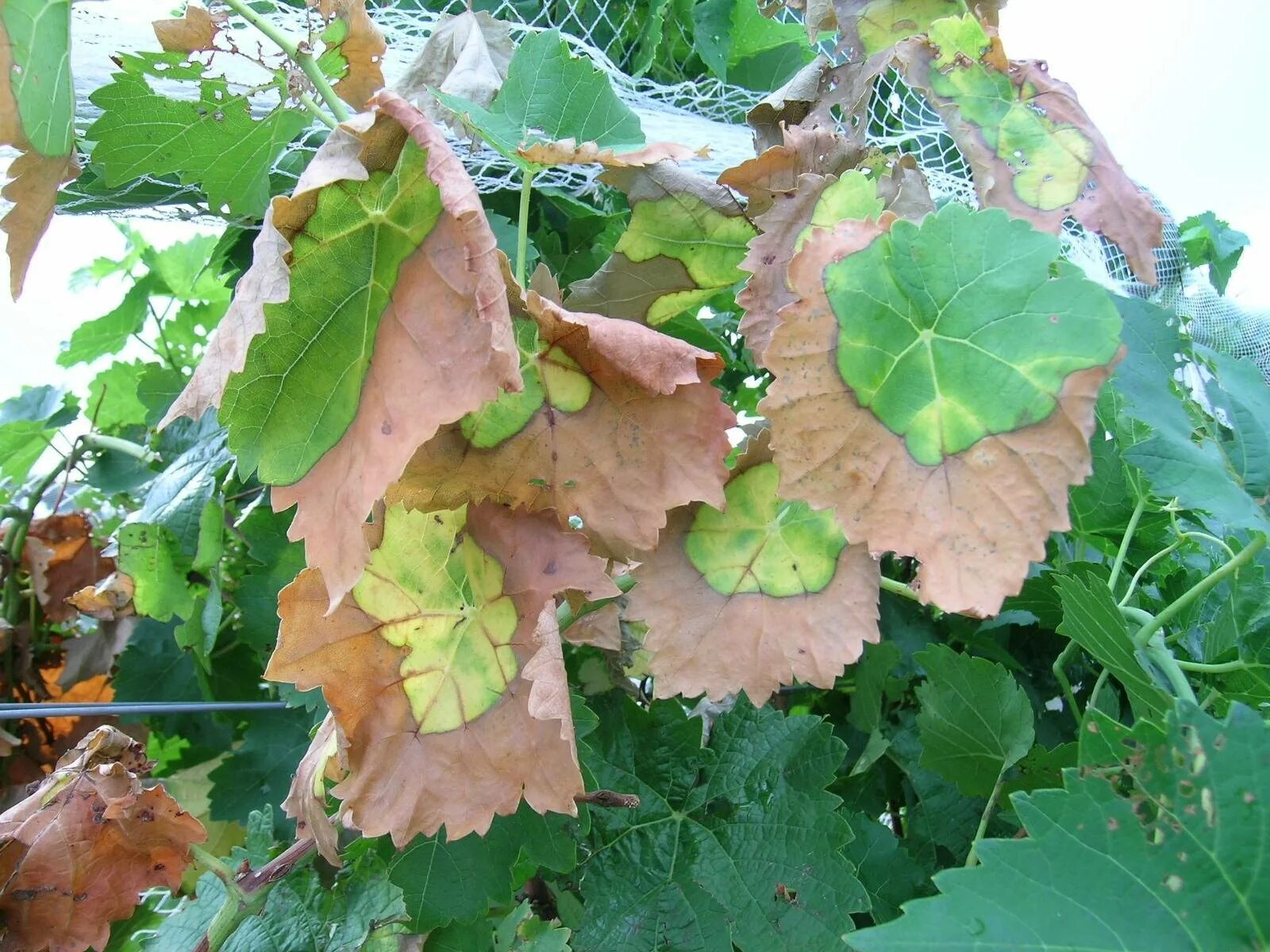 На солнце сох лист. Вертициллез винограда. Солнечный ожог листьев винограда. Болезни винограда вертициллез. Филлоксера винограда.