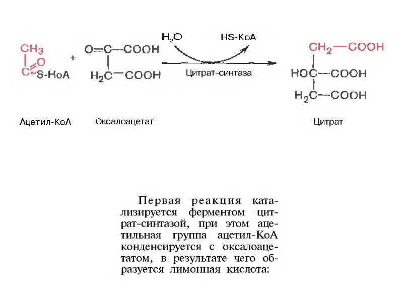 Синтез ацил КОА из ацетил КОА. ГМГ КОА синтаза. Ацетил КОА используется для синтеза. Ацетат в ацетил КОА. Коа формула