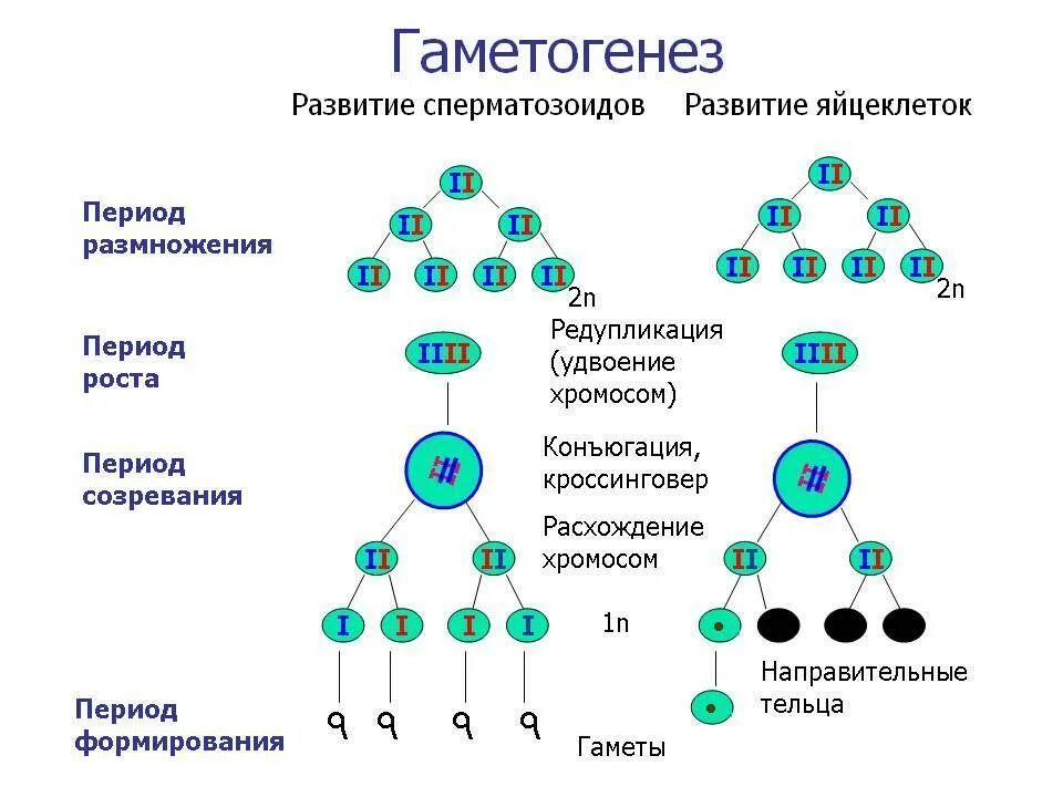 Схема стадий гаметогенеза. Фаза размножения сперматогенеза. Периоды гаметогенеза схема. Гаметогенез этапы сперматогенеза. В результате мейоза образуются яйцеклетки