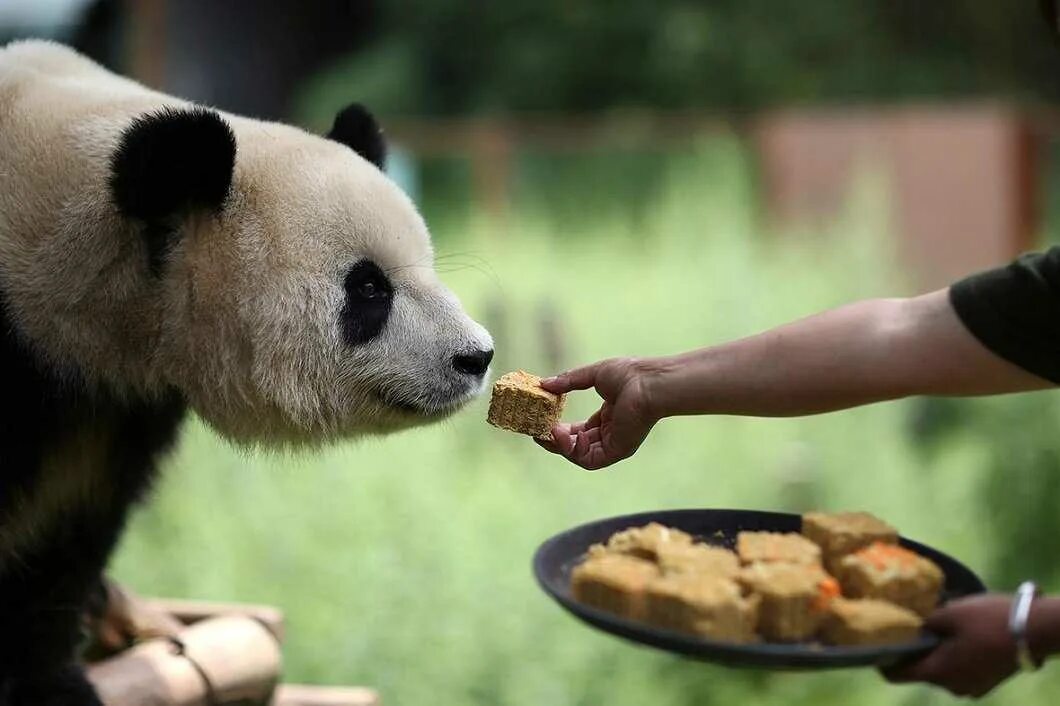 Панды едят мясо. Животные и еда. Питание панды. Животные кушают. Панда в зоопарке.