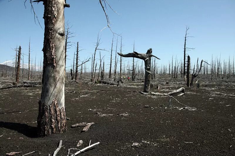 Место без деревьев. Поляна с деревьями. Красивый дуб. Парк деревья. Деревья в парке.
