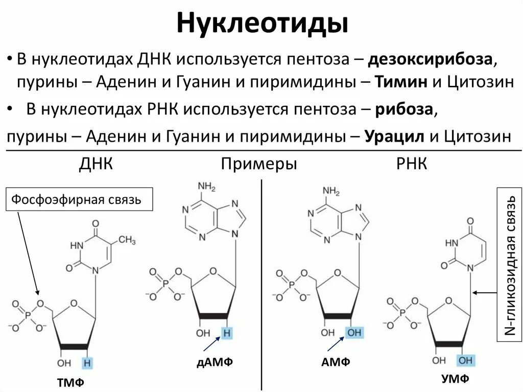 Цмф биохимия. Структура нуклеотидов биохимия. формула нуклеотида рнк. строение днк формула биохимия. нуклеозиды днк формулы.