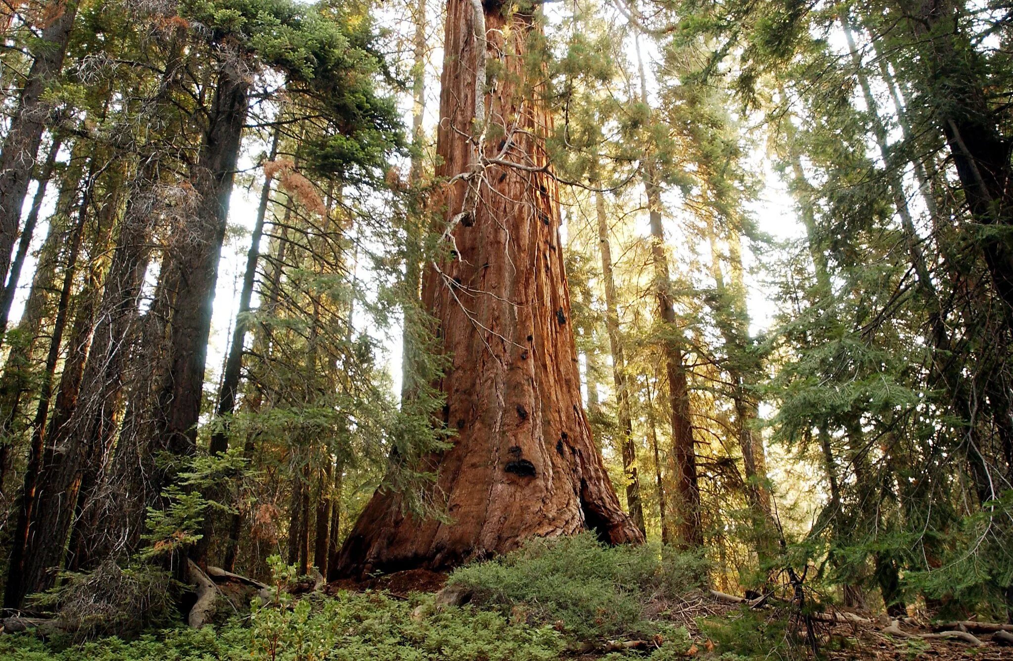 Громадный лес растянулся ответы. Секвойя вечнозелёная. Секвойя дерево. Лес секвой в Америке. Калифорнийская Секвойя Гиперион.