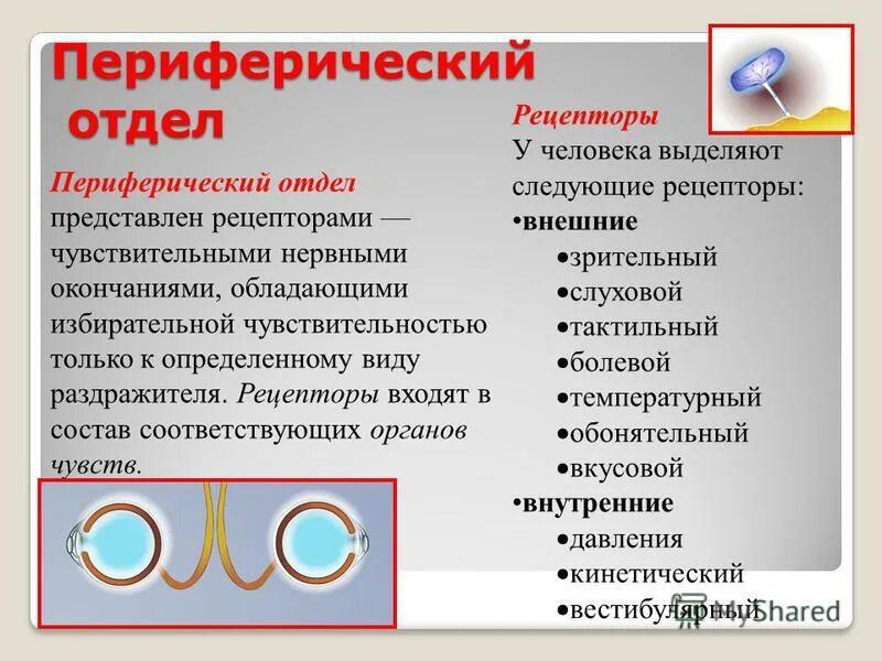 Зрительный анализатор периферический отдел рецепторы. Периферический отдел представлен. Периферический отдел анализатора. Рецепторы периферический отдел анализаторов. Чем представлен периферический отдел