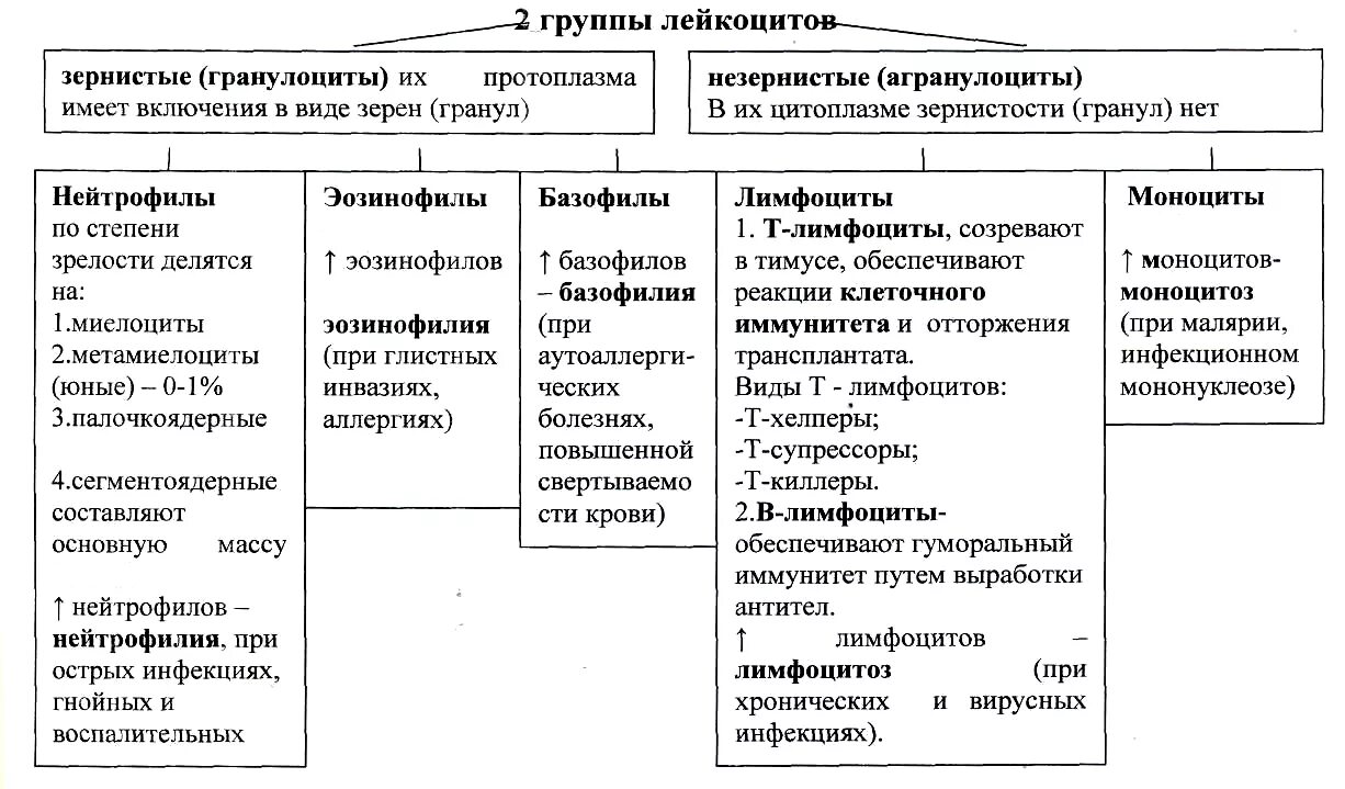 Функции лимфоцитов таблица. Функции лейкоцитов таблица. Классификация лейкоцитов схема. Типы лейкоцитов и их функции. Делится на три основные группы