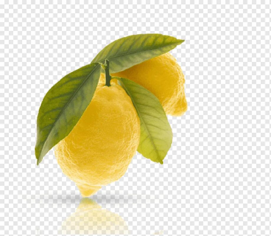 Sweet lemon. Лимон Цитрон. Ветка лимона. Лимон на прозрачном фоне. Лимон без фона.