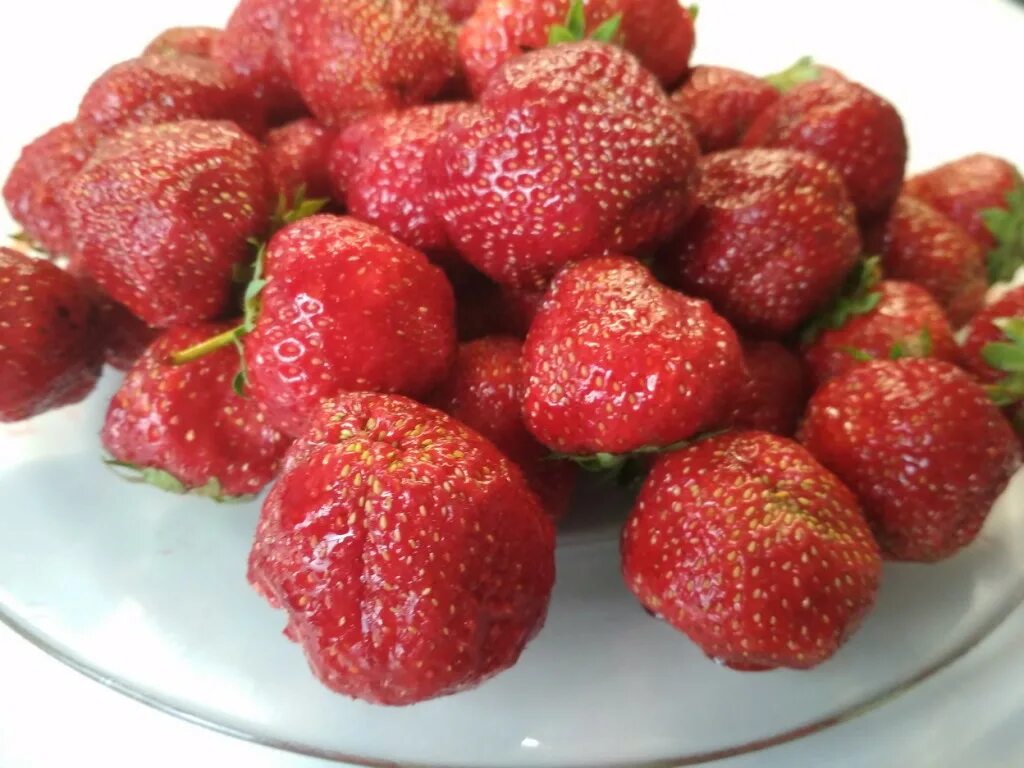 Клубника туруси отзывы. Чамора туруси. сорт клубники чамора туруси. клубника федерика. семена чамора туруси.