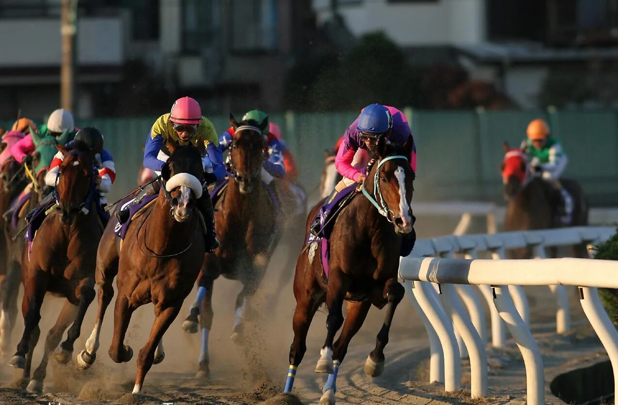 Скачки в дублине. Скачки форум. Лошадь на соревнованиях. Скачки ипподром краснодар. Скачки форум.