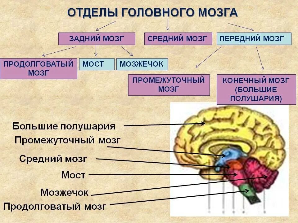 Проведенные на головном мозге. Расположение отделов головного мозга. Строение отделов головного мозга задний мозг. Отделы головного мозга снизу вверх. 1 Отдел головного мозга.