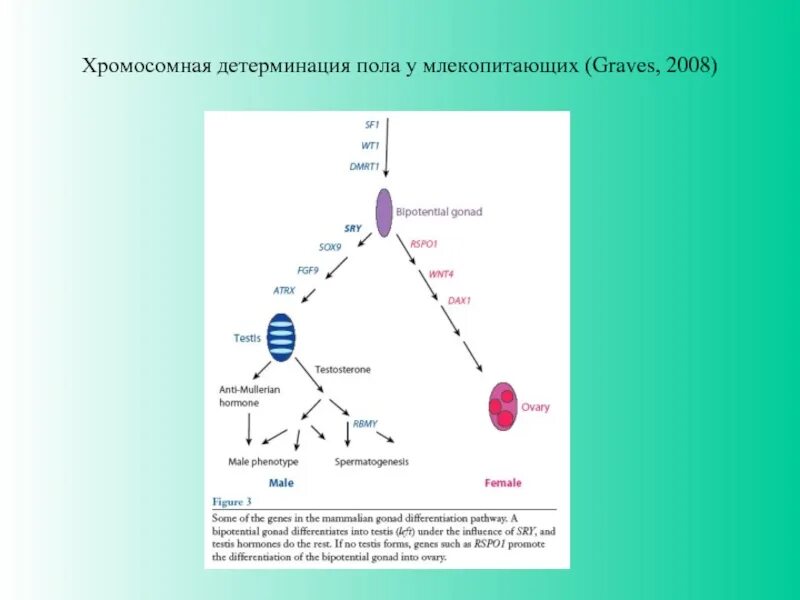 Гены аутосом контролирующие детерминацию пола у человека. Хромосомная детерминация пола. механизмы детерминации пола. типы детерминации пола. генетические механизмы детерминации пола.
