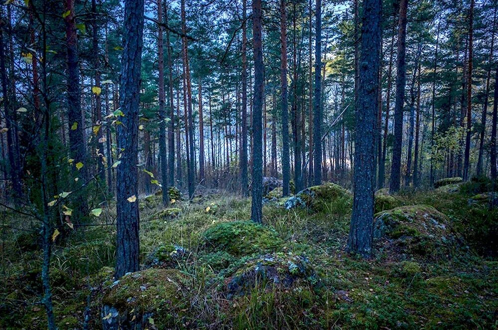 Гранный лес. Темный еловый лес. Дремучий сосновый лес. Пейзаж леса. Тайга сосновый бор.