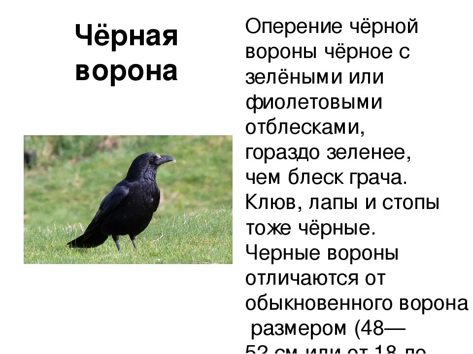 К какому виду относятся вороны. Размер вороны. сходства ворона и вороны. окрас вороны. грач и ворона размеры.