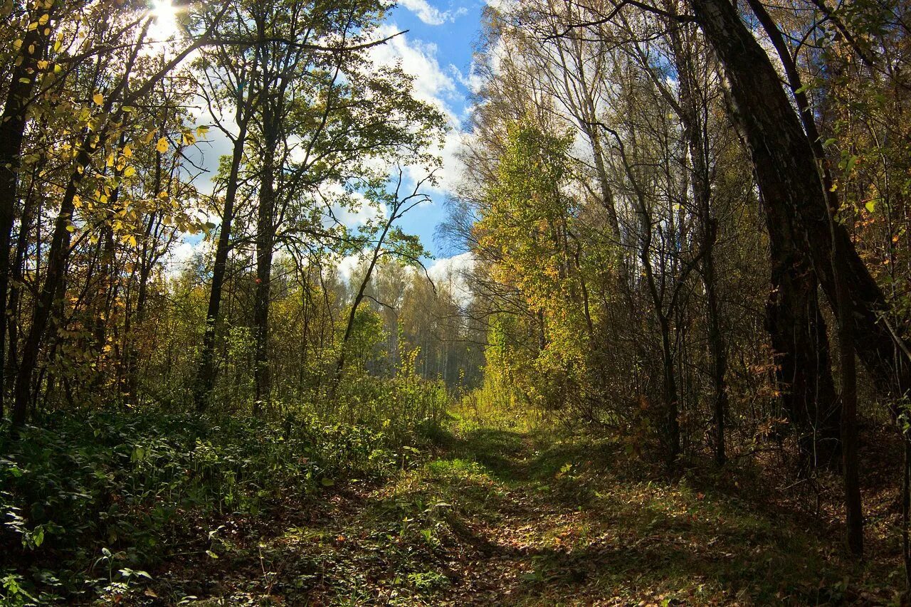 тульская область какие леса. тульская область какие леса. дубовый лес в тульской области ясная поляна. тульская область какие леса. разуваев лес тульская область.