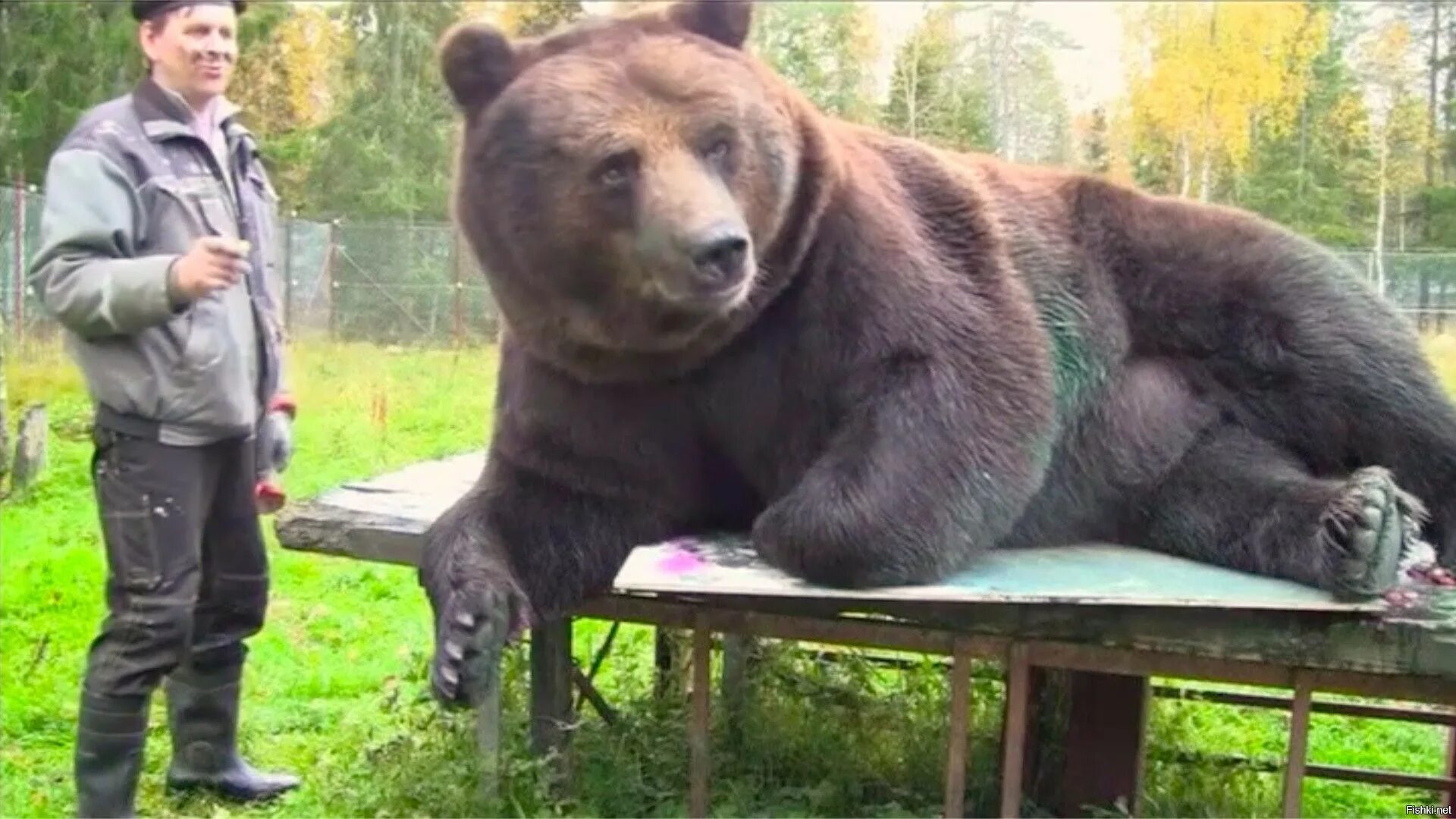 He can t bear. Медведь Гризли рост. Медведь рядом с человеком.