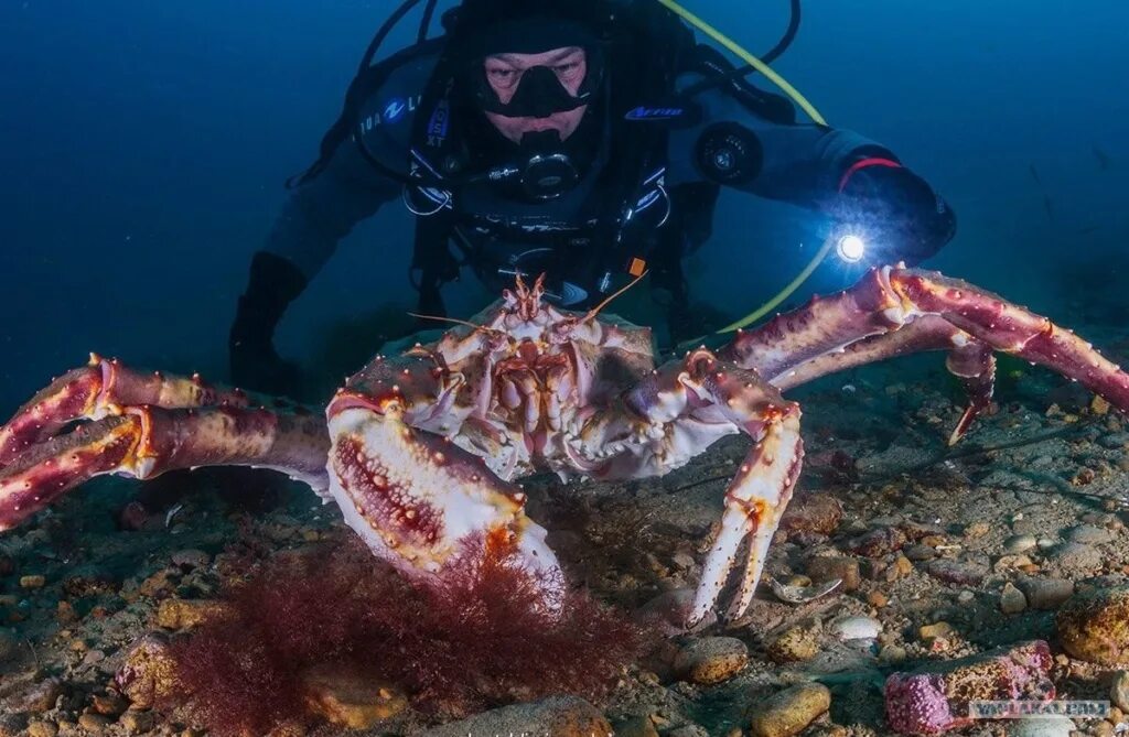 Камчатский краб в воде. Краб Дальневосточный Камчатский. Камчатский Королевский краб. Дальневосточный краб-Хелице. Камчатский краб (paralithodes camtschatica).