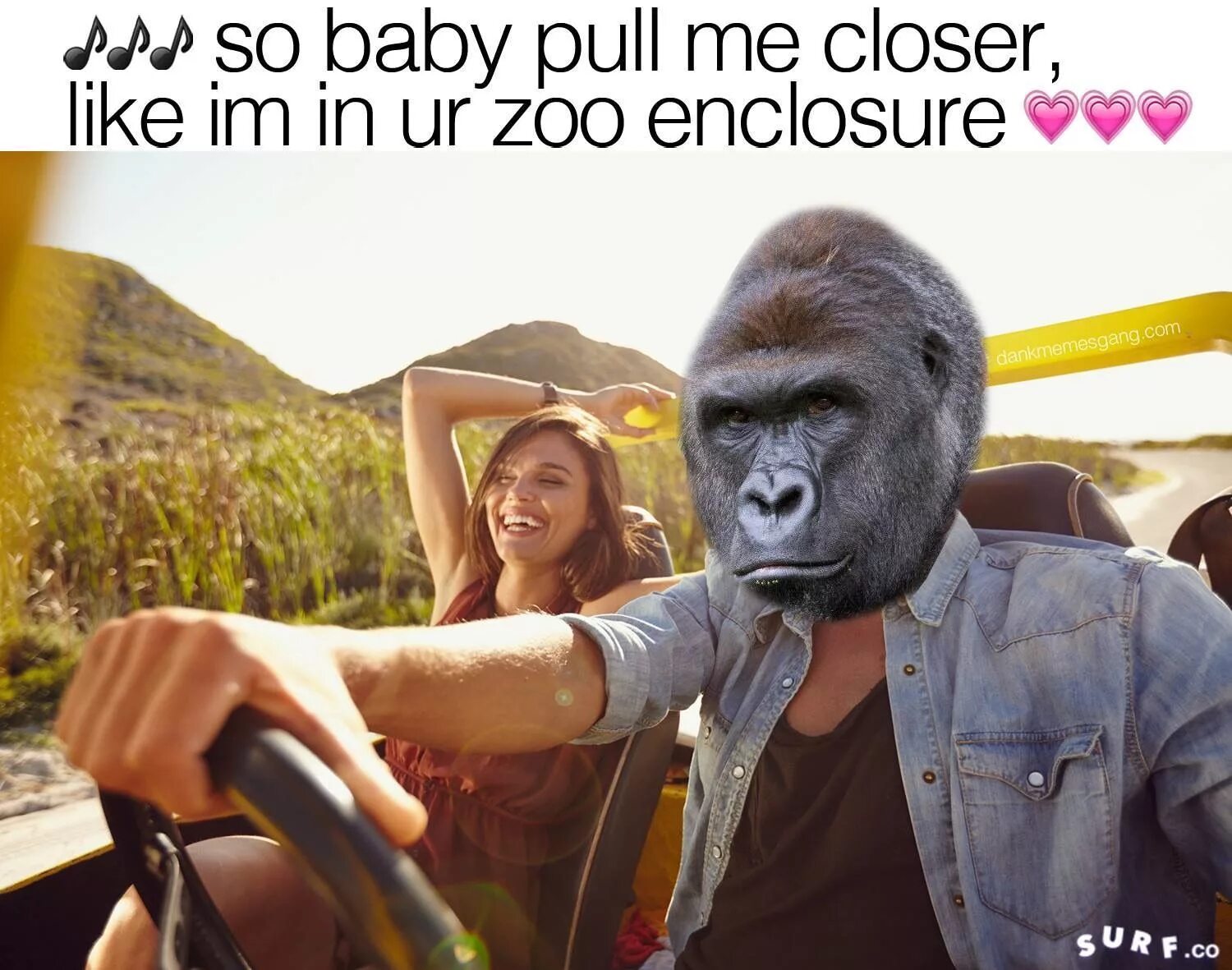 Do you like the zoo. Harambe Gym. Me at the Zoo. Harambe t-shrt. Политические мемы с Харамбе.