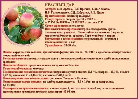 Яблоня клубника