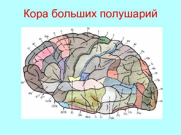 Височная доля коры больших полушарий отдел. Строение коры больших полушарий. Локализация функций в коре конечного мозга. Кора головного мозга состоит из 6 слоев. Кора больших полушарий.
