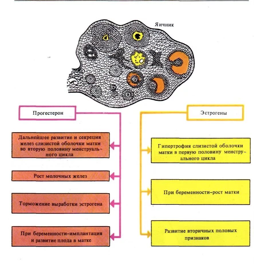 Что вырабатывают яичники. Функции яичников прогестерон. Прогестерон структура функции. Схема выработки прогестерона. Эстроген и прогестерон функции гистология.