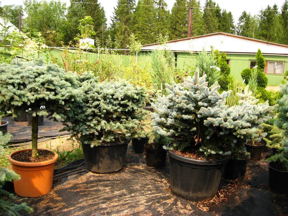 белоостровский питомник растений. пермский сад питомник ванюки. венев питомник растений. питомники саженцев в перми. саженцы плодовых деревьев зкс.