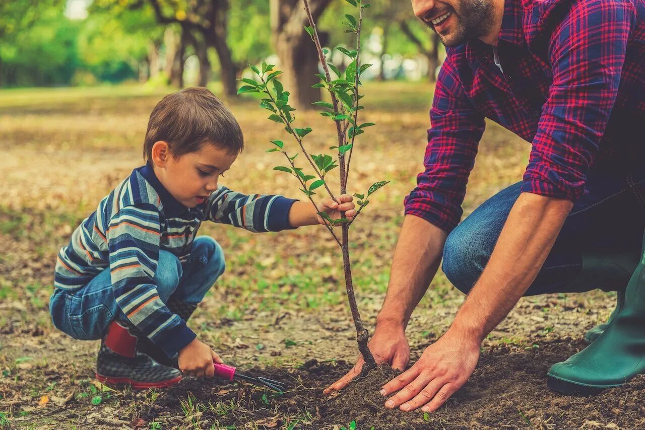 Когда можно садить мальчика. Посадка деревьев. Дети сажают деревья. Люди садят деревья. Посадка цветов и деревьев.