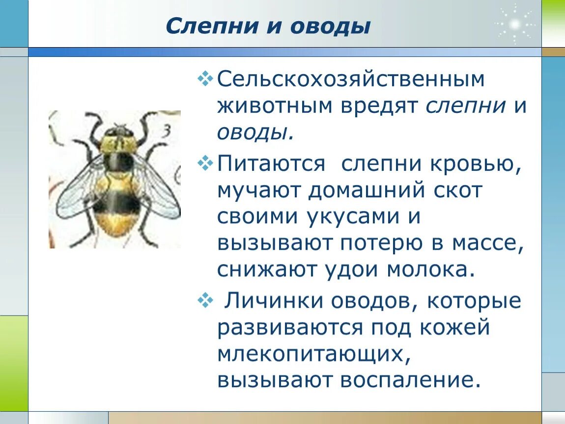 Рассказы сергея овода читать новые. Слепень и Овод. Слепень и Овод отличие. Овод насекомое и слепень разница. Слепень Овод и паут отличие.