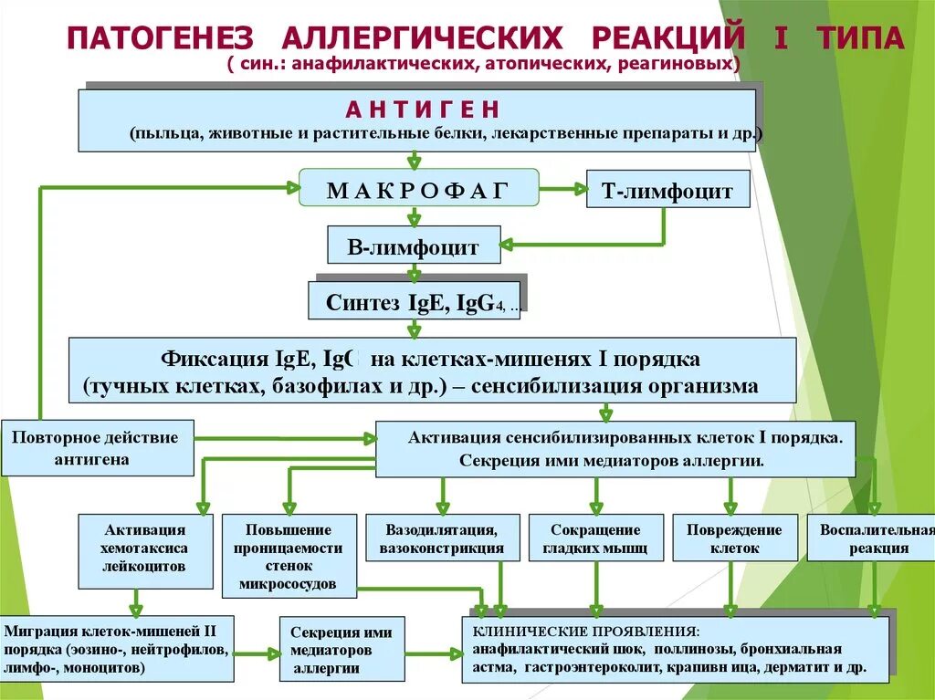 Механизм развития аллергической реакции немедленного типа. Механизм развития аллергии 1 типа. Механизм развития аллергии 2 типа. Схему (этапы) развития аллергической реакции.. Анафилактический шок патогенез