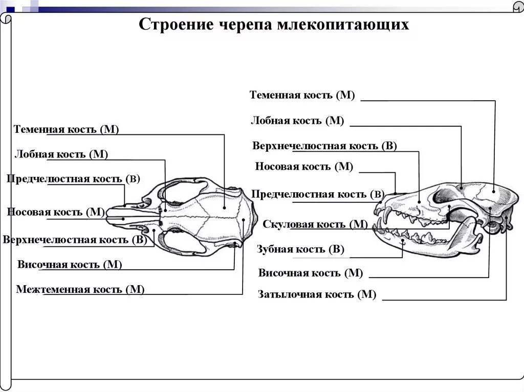 Особенности строения черепа млекопитающих. Череп млекопитающего снизу строение. Строение скелета головы млекопитающих. Строение скелета черепа млекопитающих.