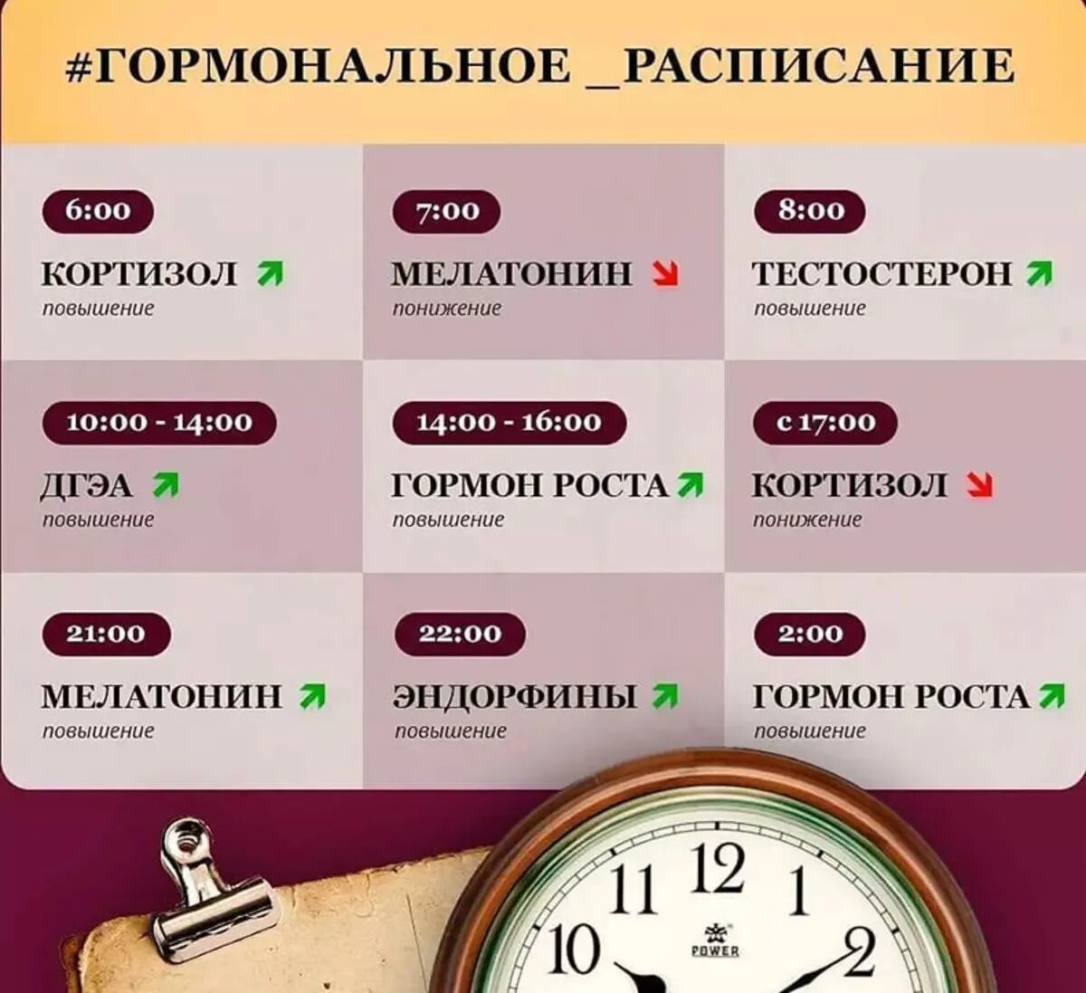 Гормональное расписание. Гормоны по часам дня. Гормональное расписание дня. Выработка гормонов по часам суток. Идея время работы