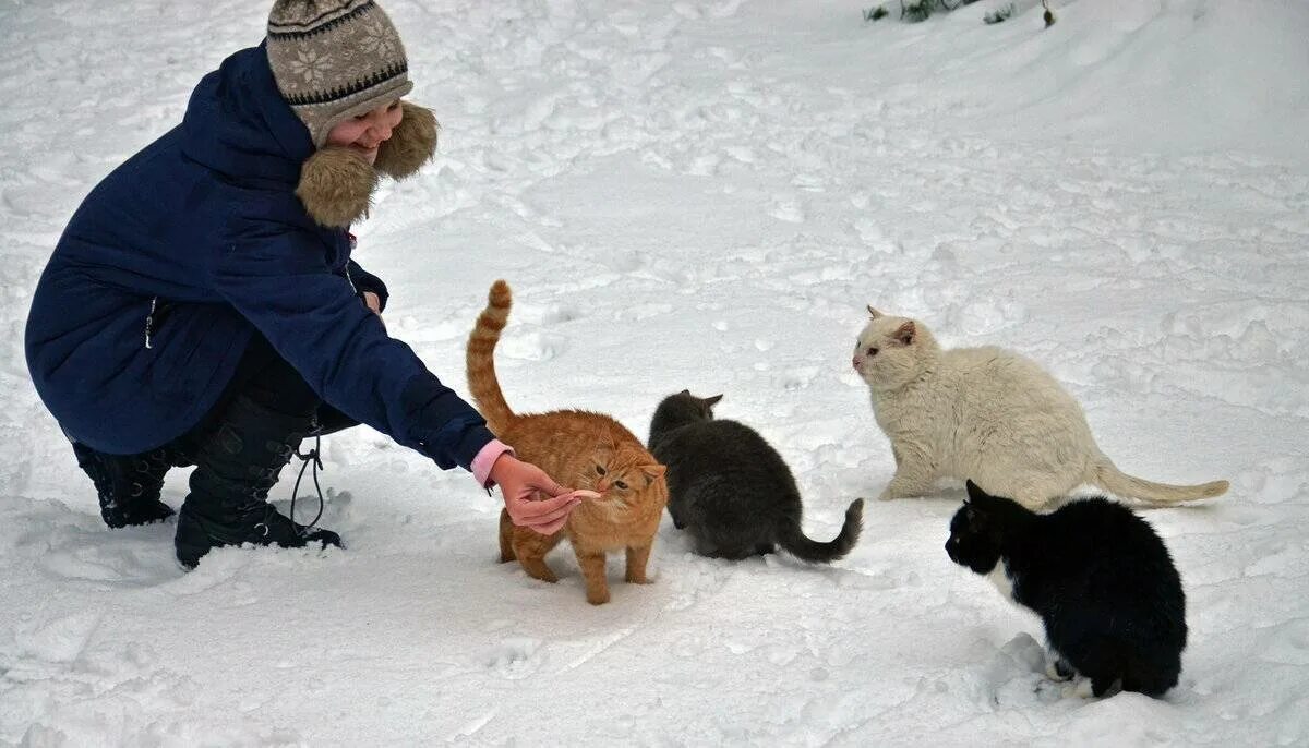 Помогли кошкам. Забота о животных зимой. Бездомные животные зима. Спасение животных зимой. Покормить животных.