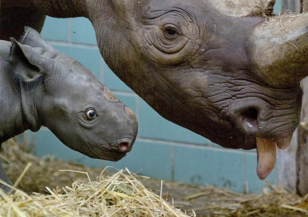 11 animal. Носорог смешной. Язык носорога. Детеныш носорога. Прикольные фото носорога.