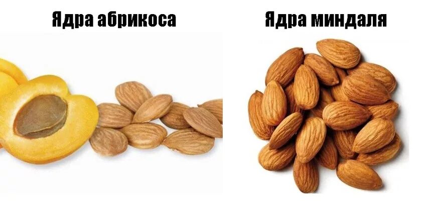 Как отличить миндаль от косточки. Миндаль и абрикосовая косточка. косточка абрикоса это миндаль. отличить миндаль от абрикосовой косточки. абрикосовая косточка отличие от миндаля.