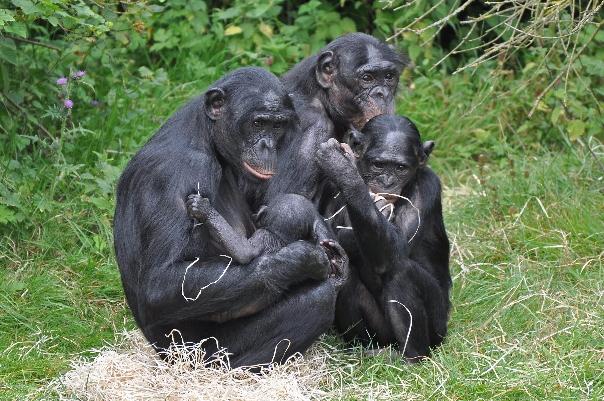 Карликовый шимпанзе 6. Бонобо обезьяна. Шимпанзе бонобо спаривание. Самка бонобо. Обезьяны бонобо спариваются.