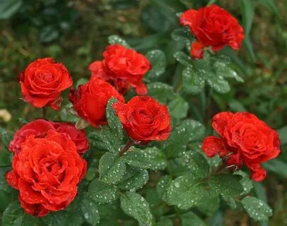 El rose