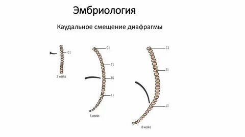 Развитие диафрагмы