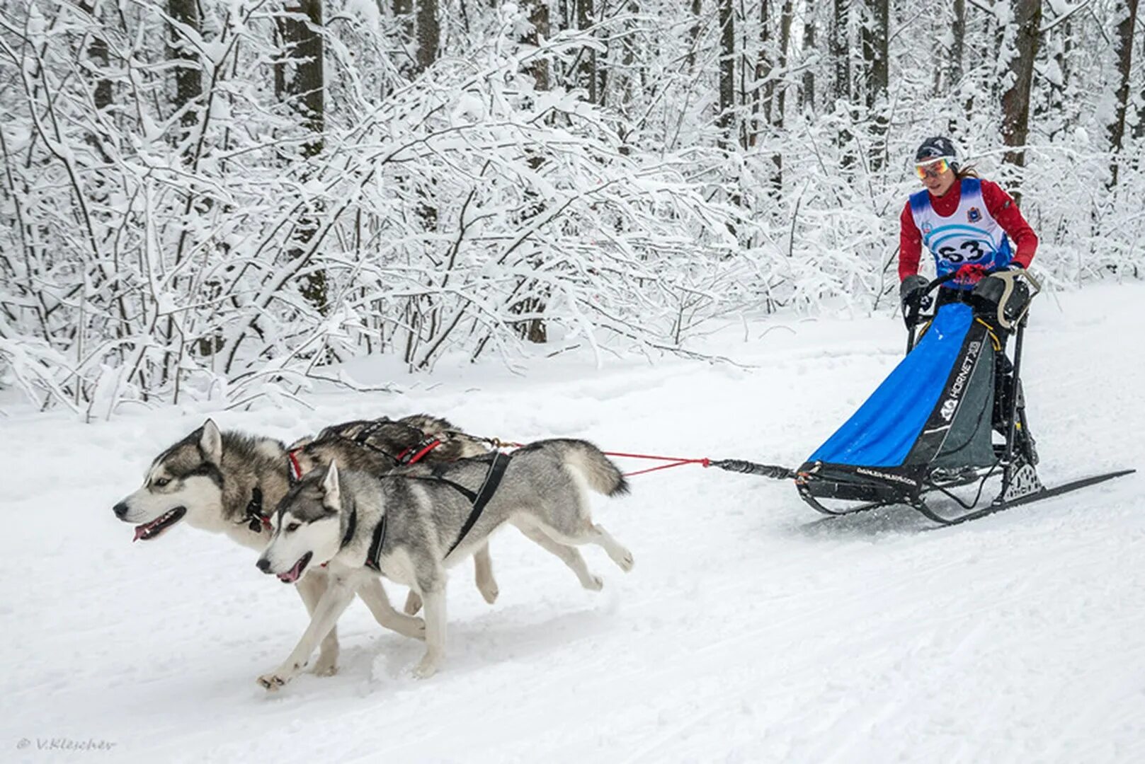 спортивные ездовые нарты. нарты на 2 собаки. сани для собачьей упряжки. доска нарт. нарты на 2 собаки.