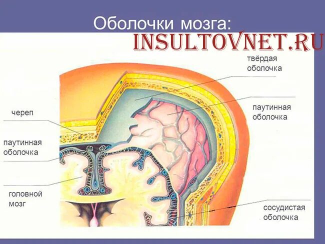 Оболочки головного мозга и межоболочечные пространства. Мозговые оболочки головного мозга топографическая анатомия. Оболочки головного мозга послойно. Функции твердой оболочки головного мозга. Твердая мозговая оболочка головного мозга схема.